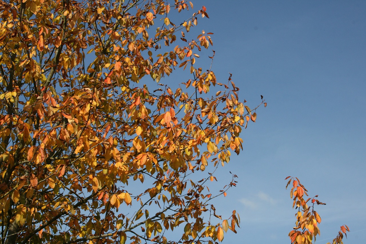 autumn tree leaves free photo