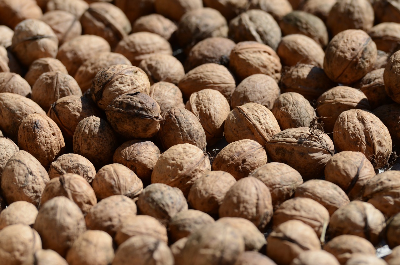 autumn nuts walnut free photo