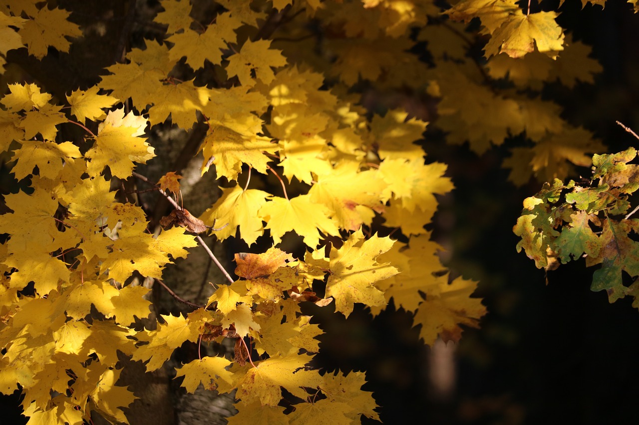 autumn leaves forest free photo