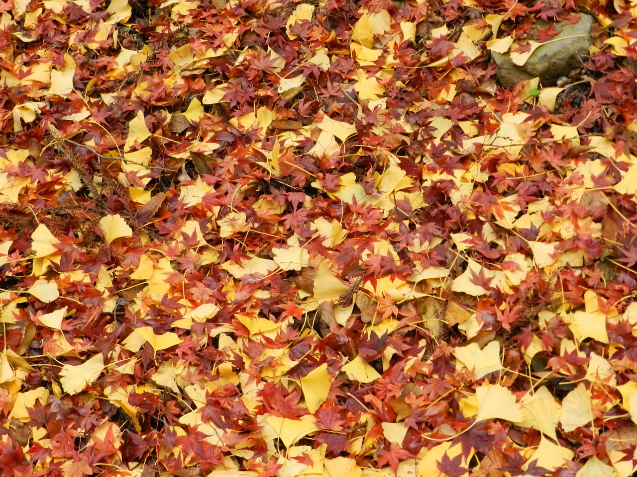 autumn leaves fall free photo