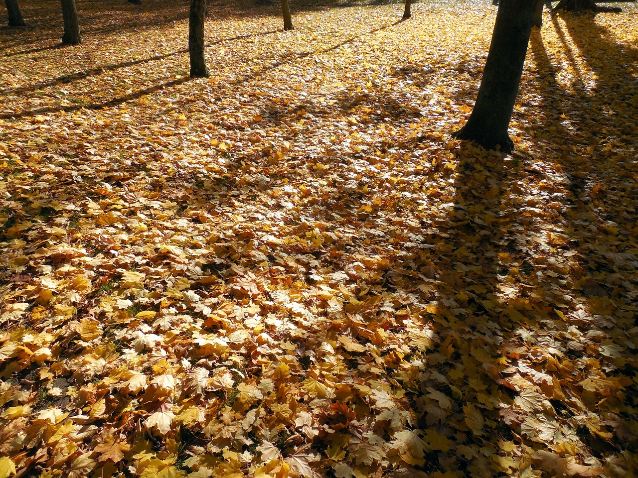 autumn leaves golden free photo
