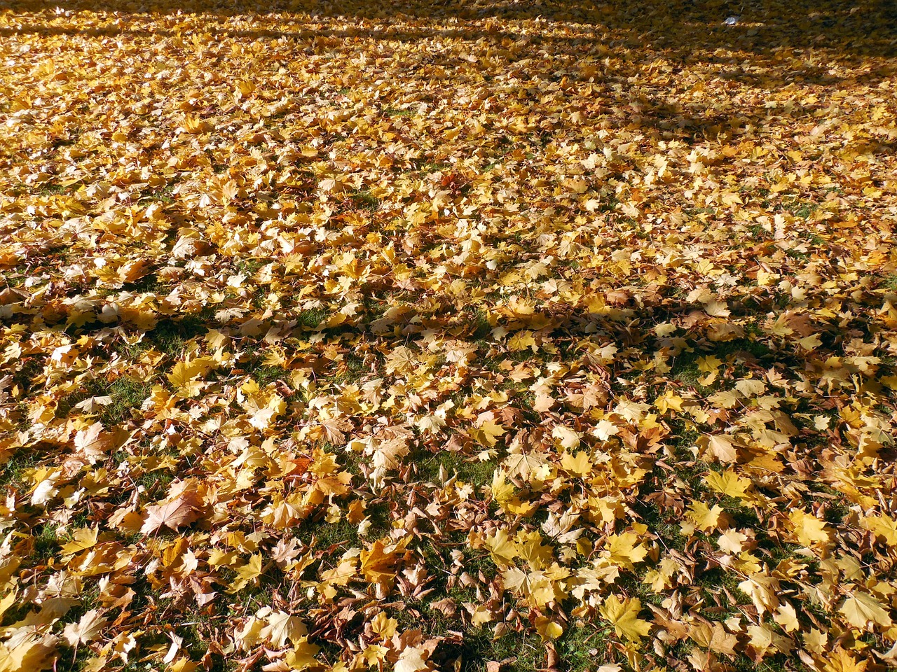 autumn leaves golden free photo