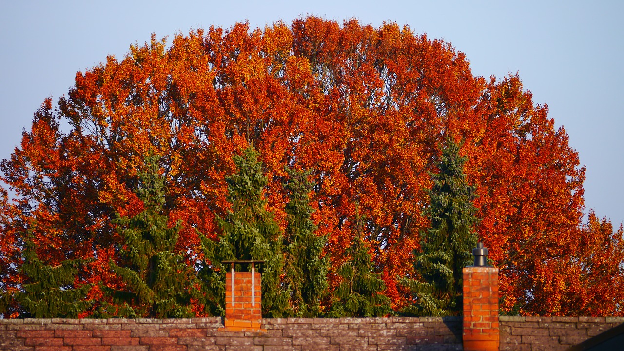 autumn tree tree in the fall free photo