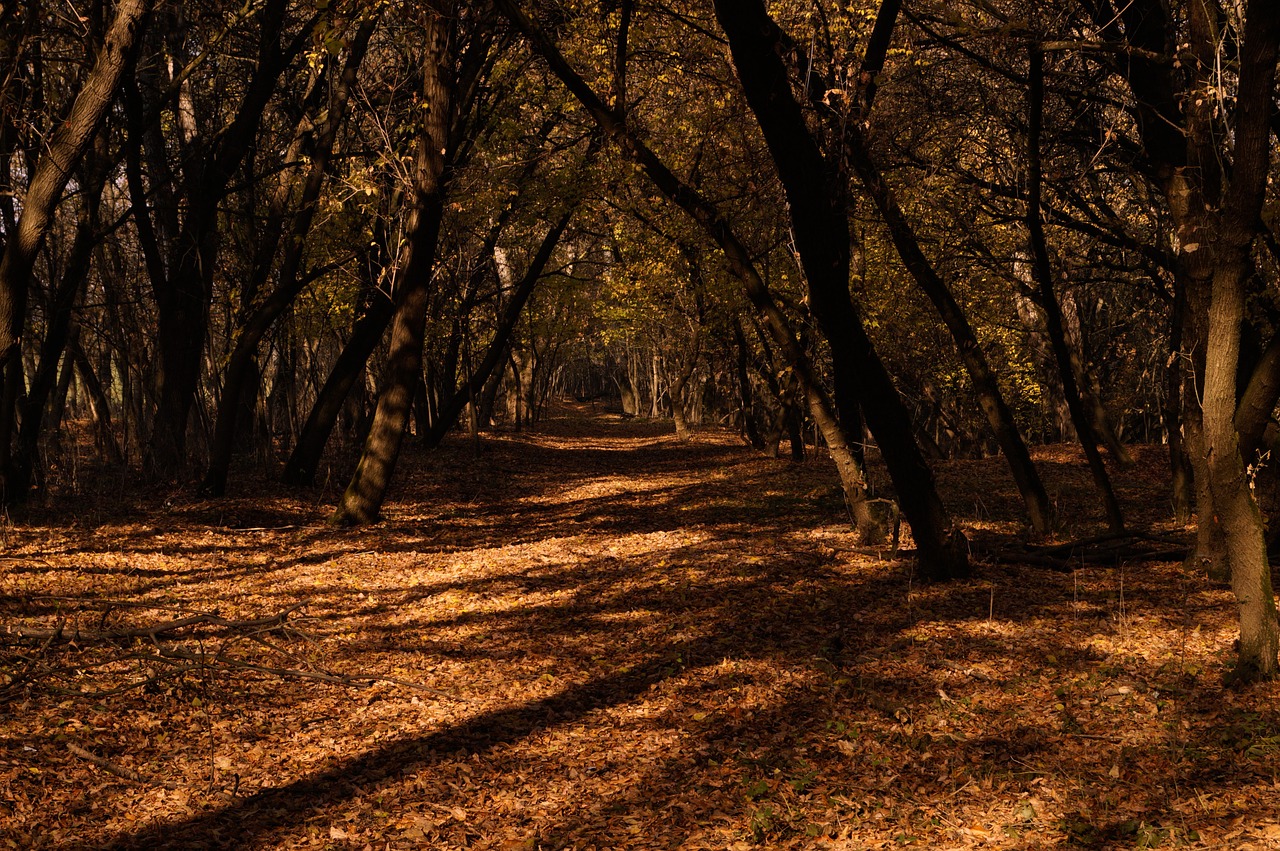 autumn road trees free photo