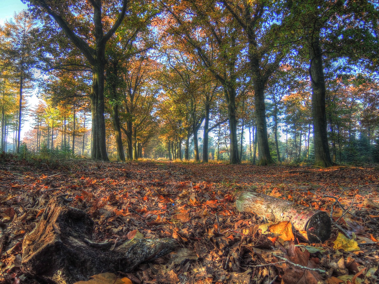 autumn forest leaves free photo