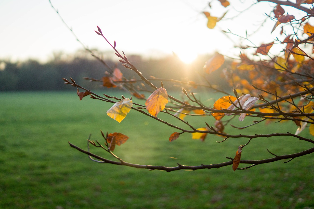 autumn sun branch free photo