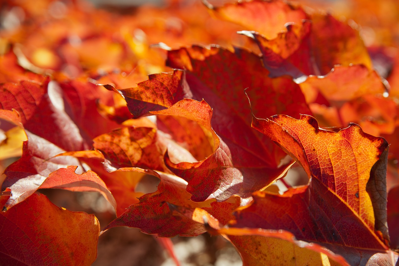 autumn sun shadow free photo