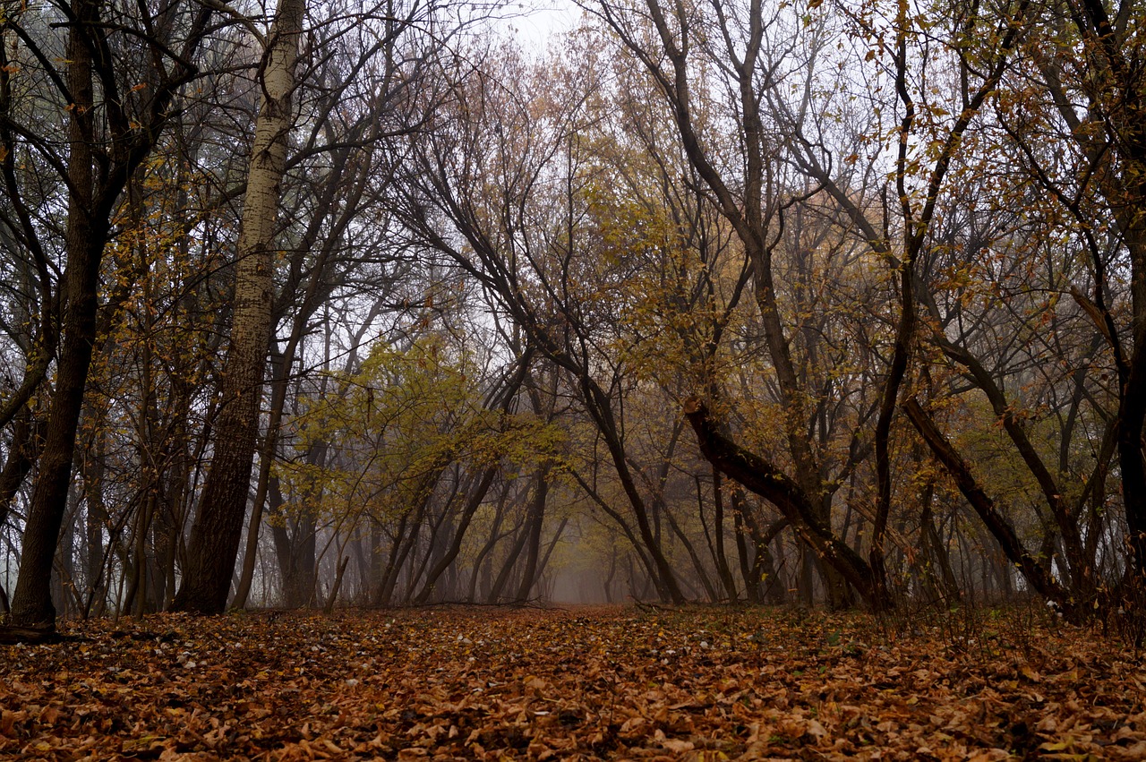 autumn forest trees free photo