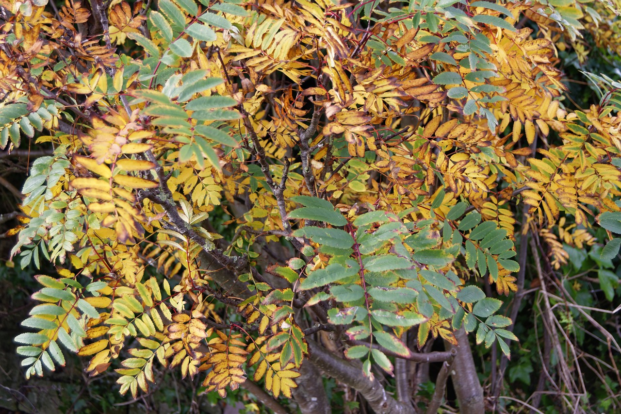 autumn autumn leaves tree free photo