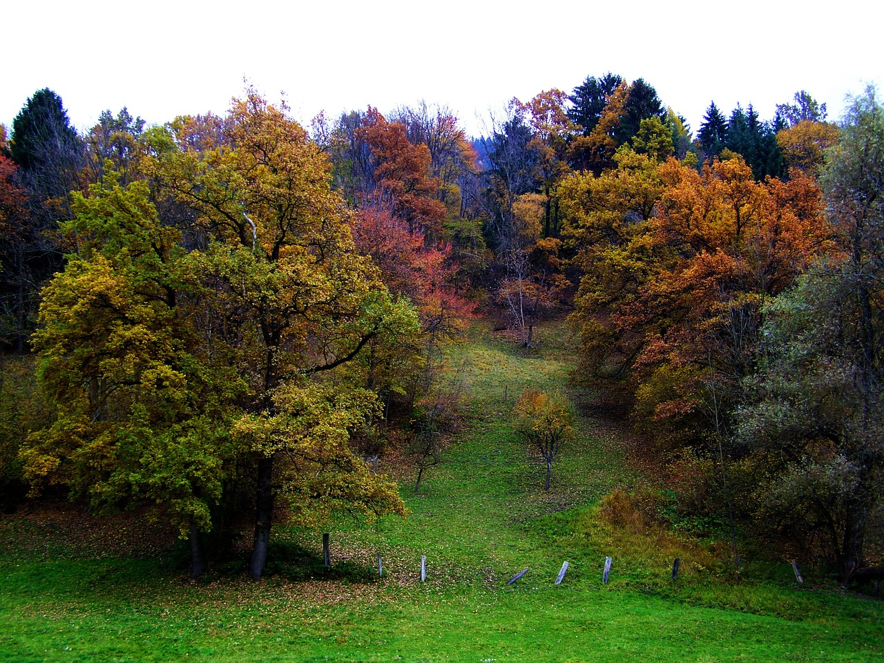 autumn colorful autumn forest nature free photo