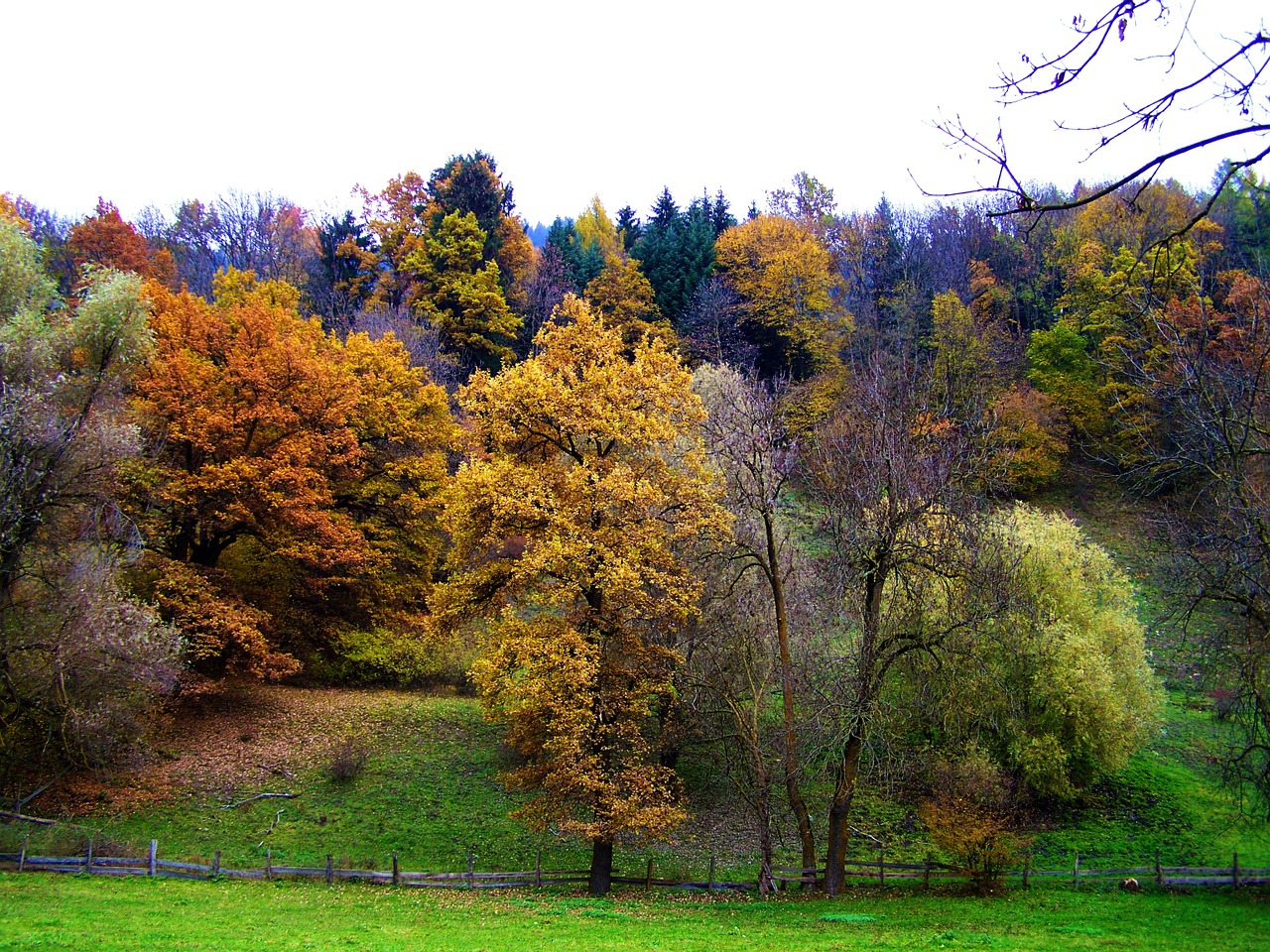 autumn colorful autumn forest nature free photo