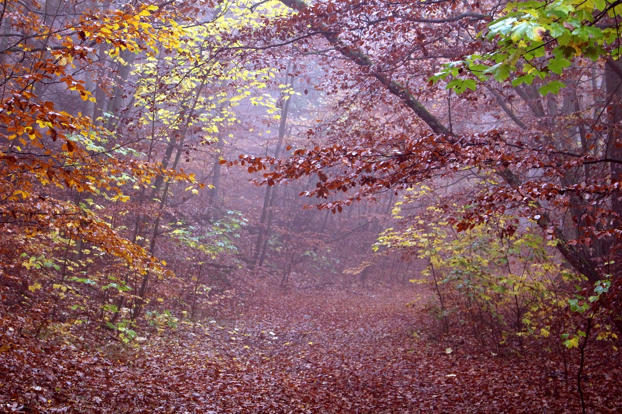 autumn fog forest free photo