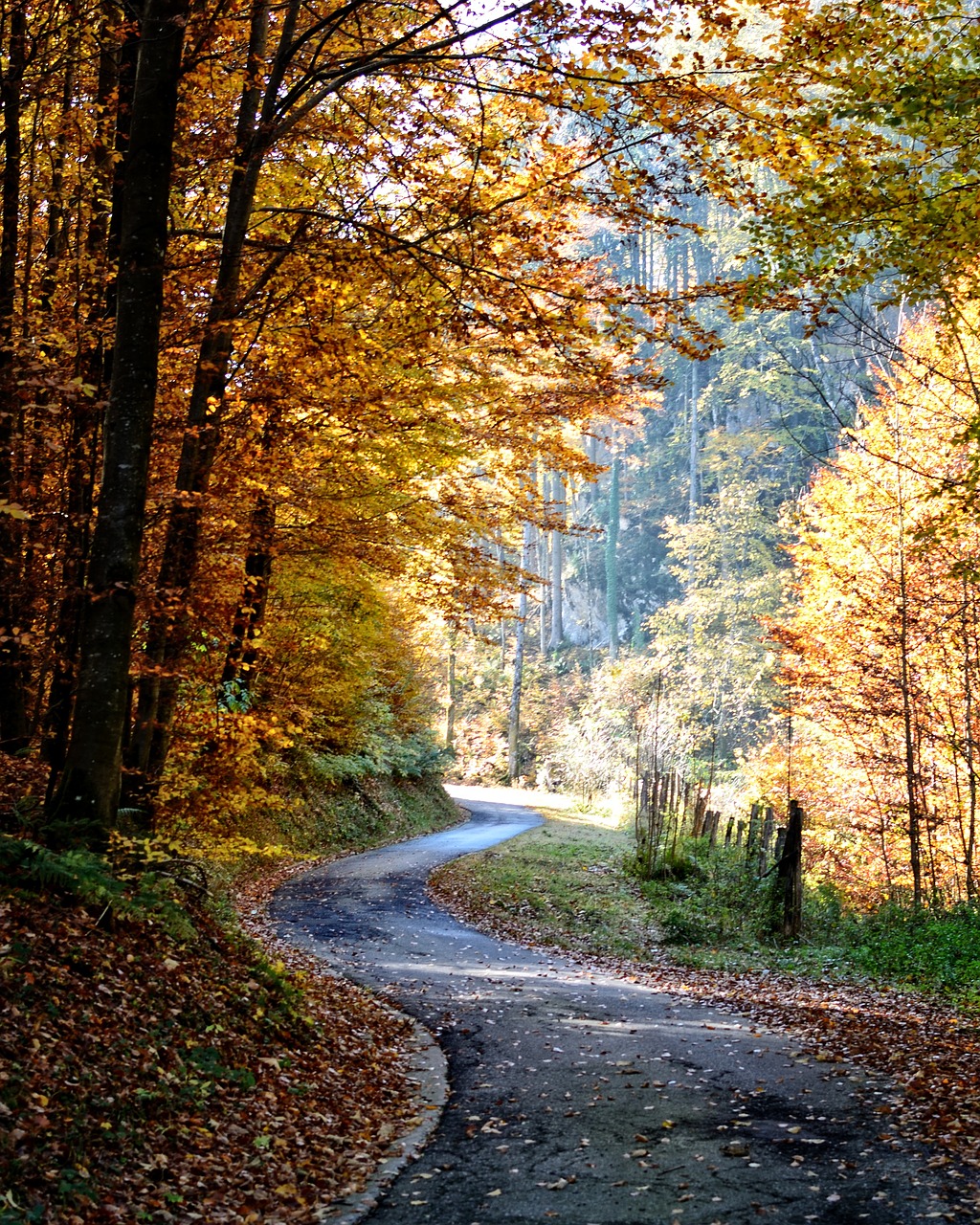 autumn away forest free photo