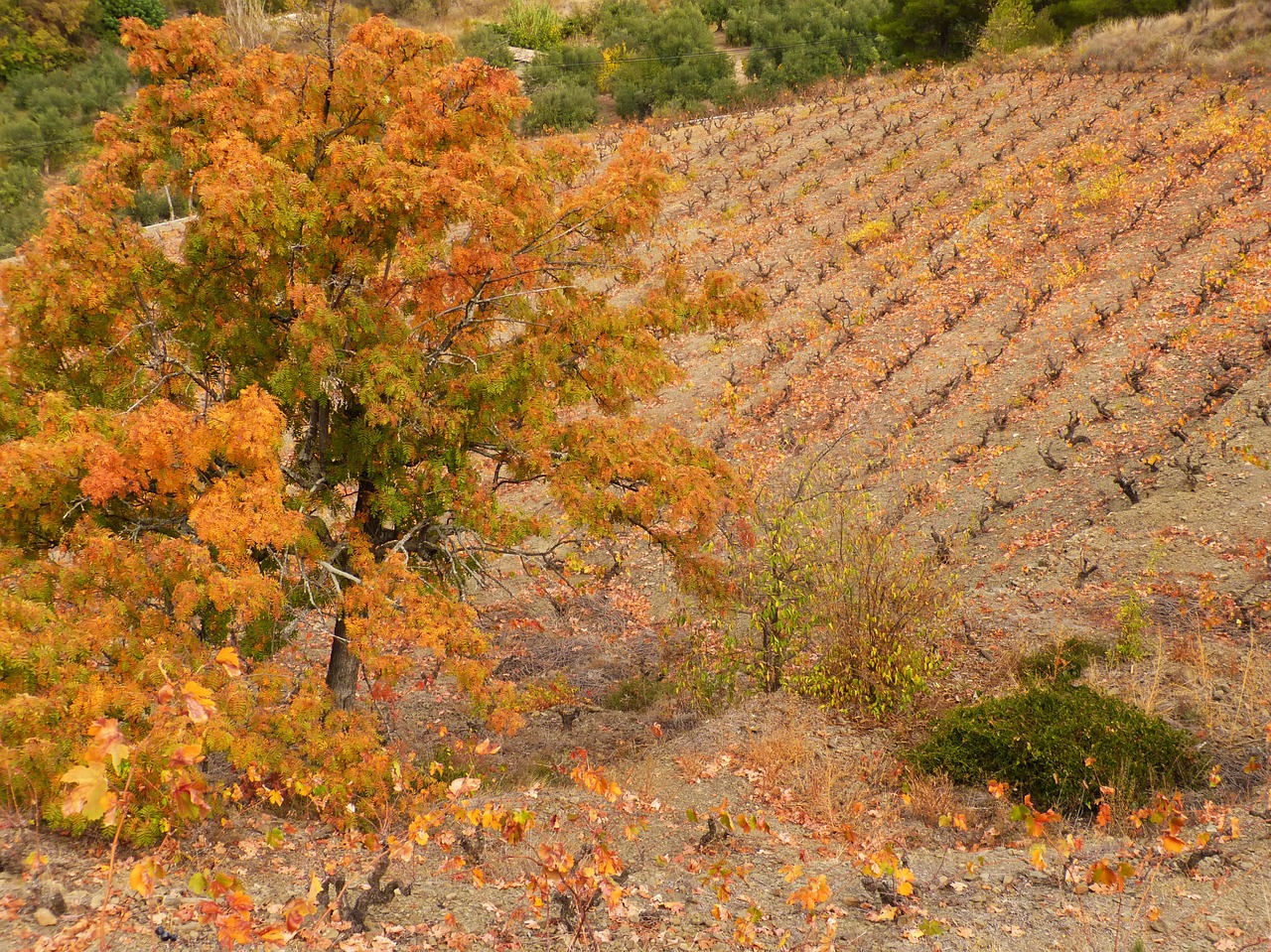 autumn landscape vineyard free photo