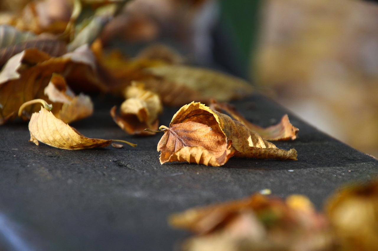 autumn leaf leaves free photo