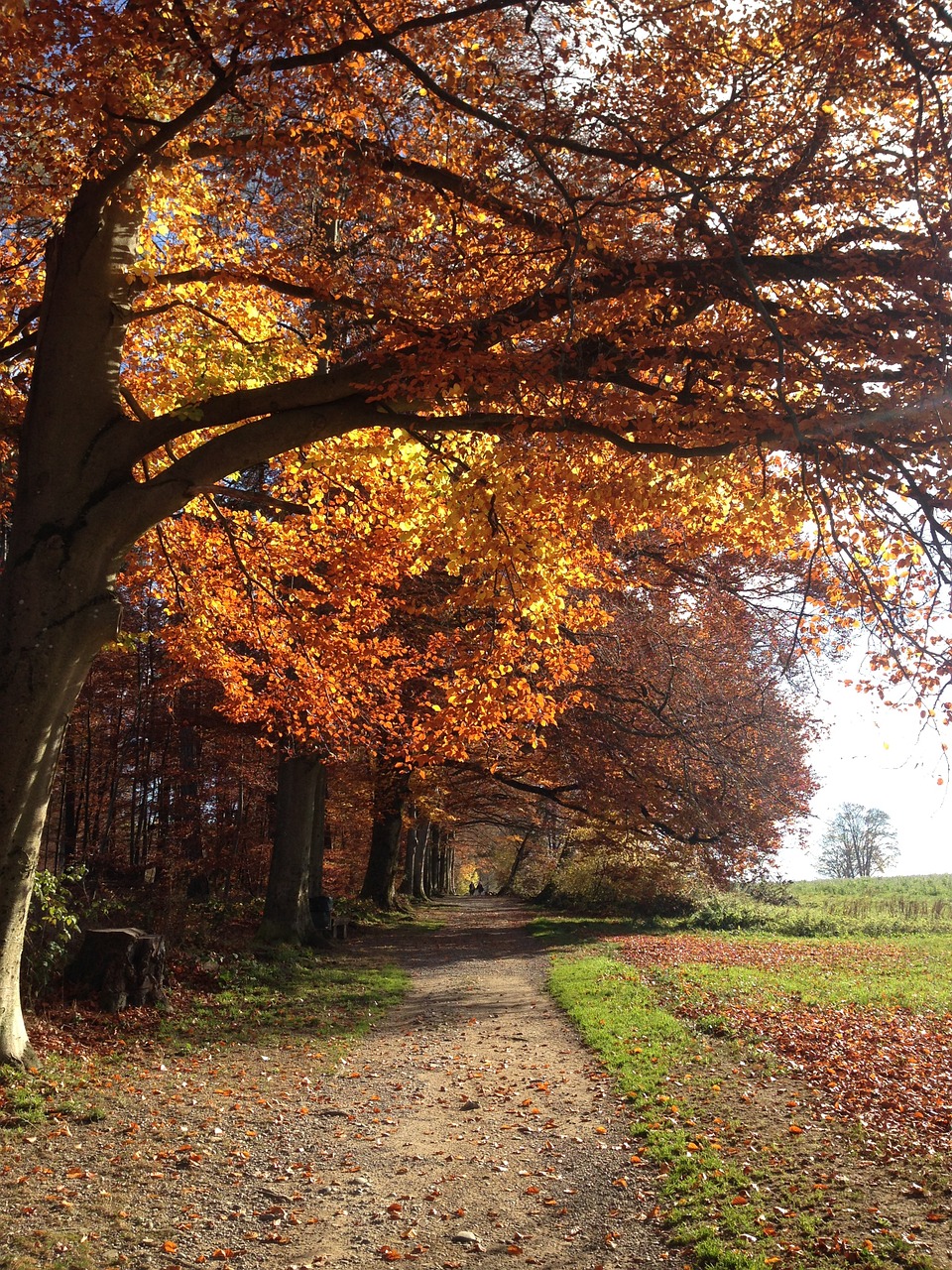 autumn away tree free photo