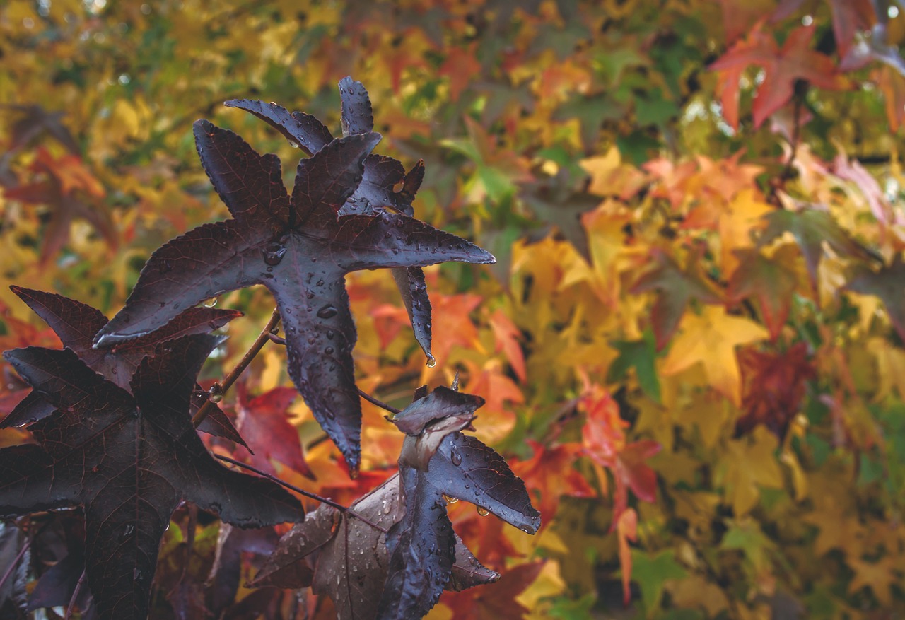 autumn background leaf free photo