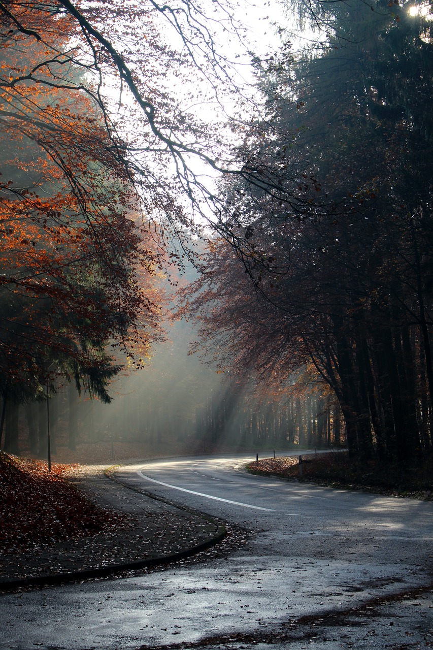 autumn morning sunbeam free photo