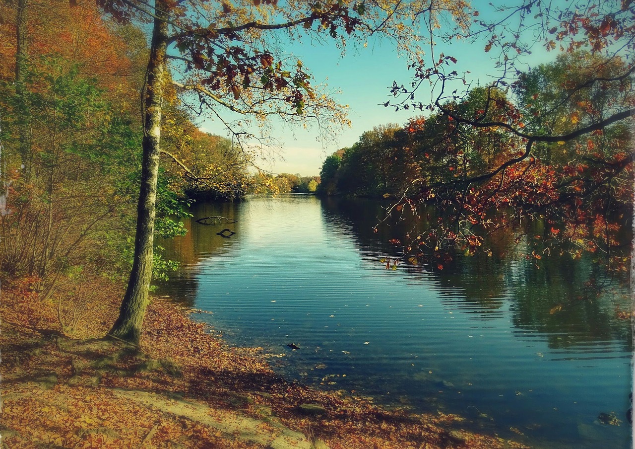 autumn leaves golden autumn free photo