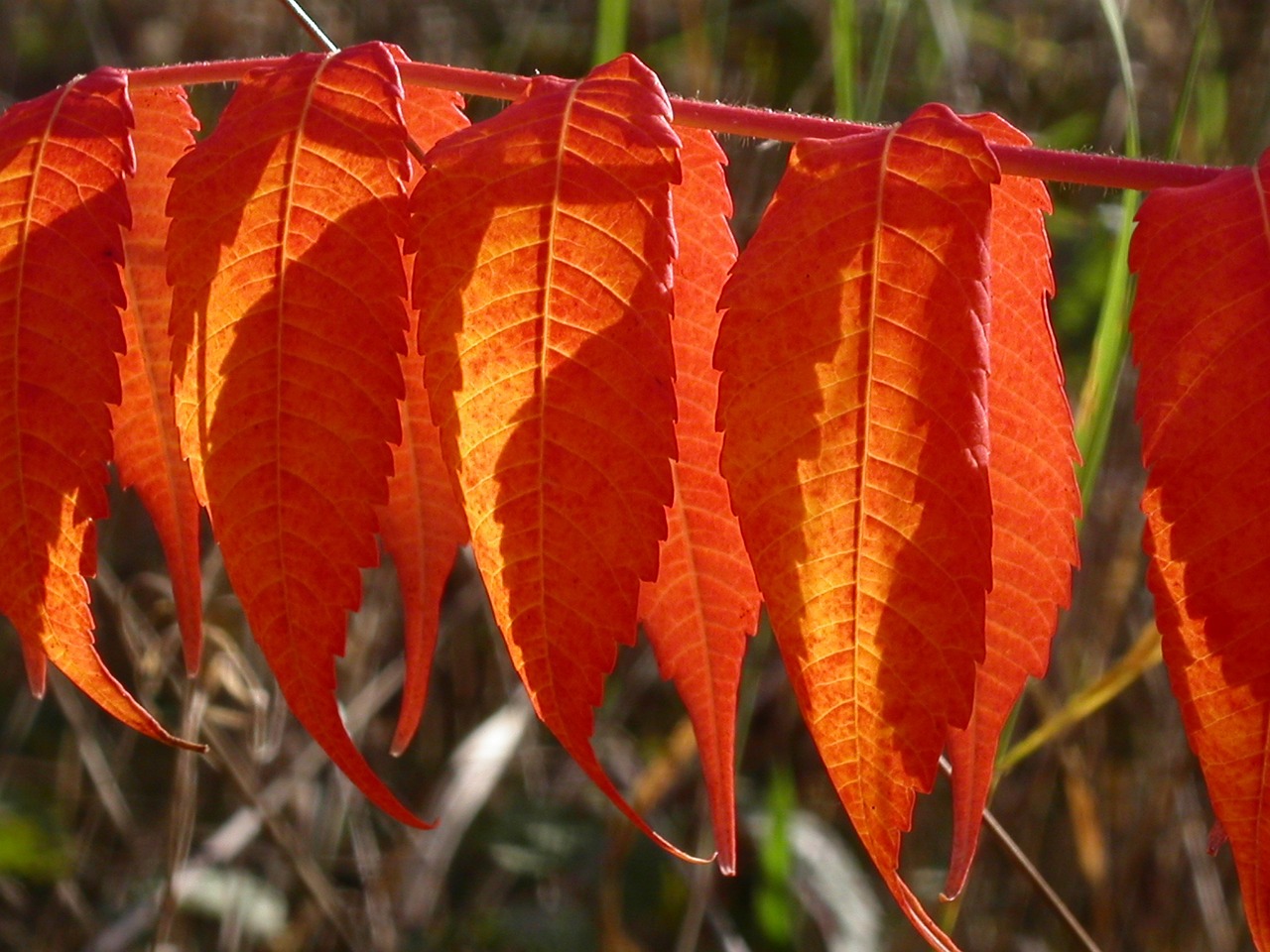 autumn leaves fall foliage free photo