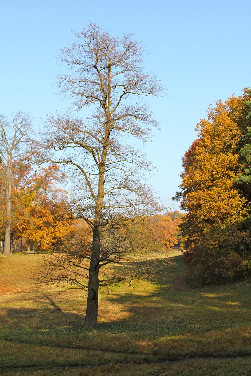 autumn berlin niko let trees free photo