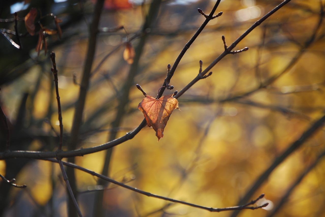 autumn leaf fall color free photo