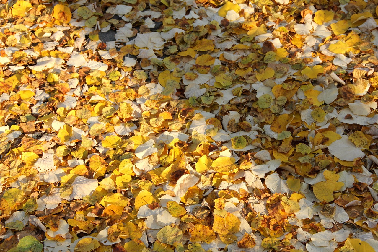 autumn leaves ground free photo