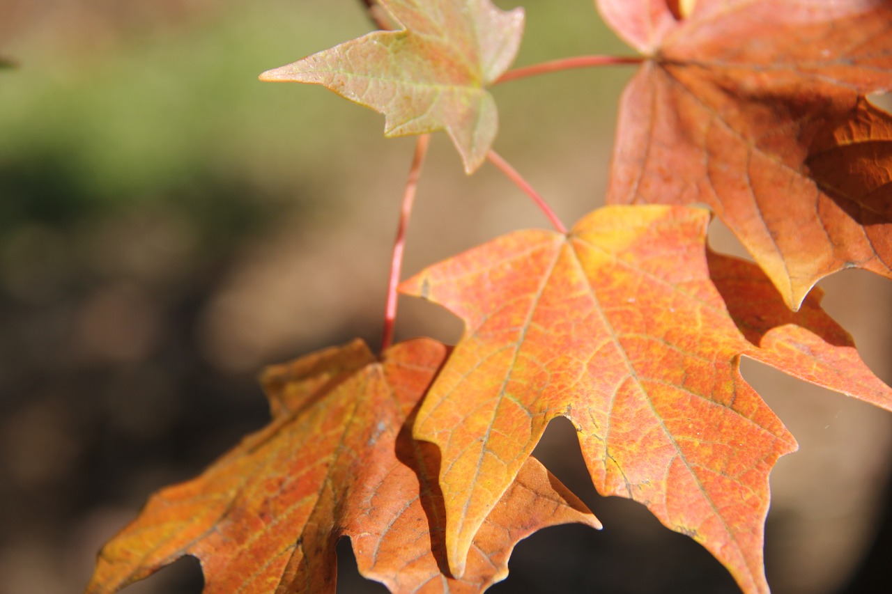 autumn fall leaves free photo