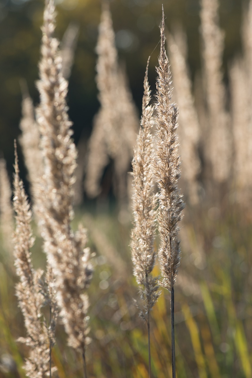 autumn grass dry free photo