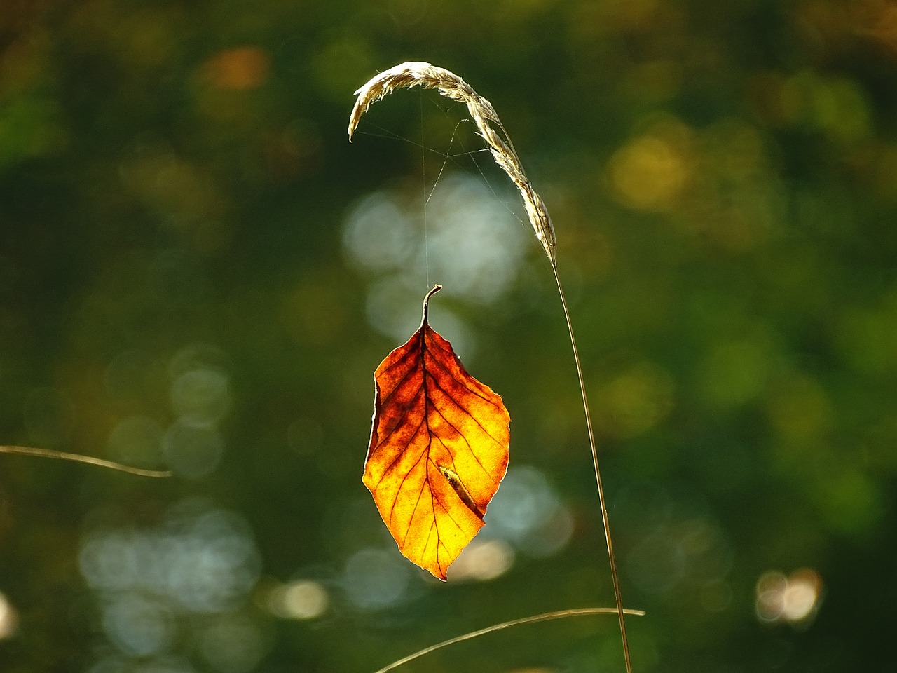 autumn leaf golden autumn free photo