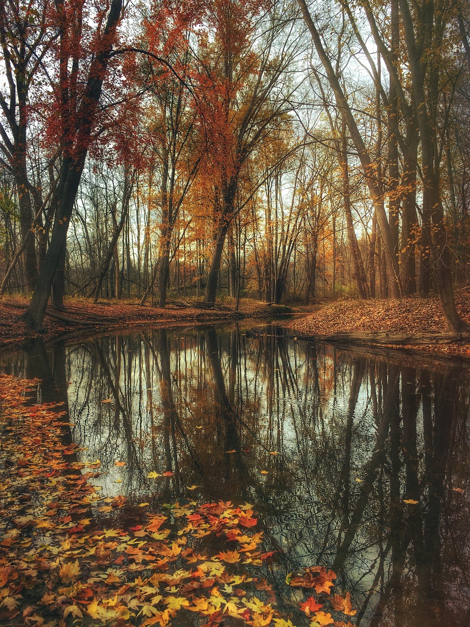 autumn pond woods free photo