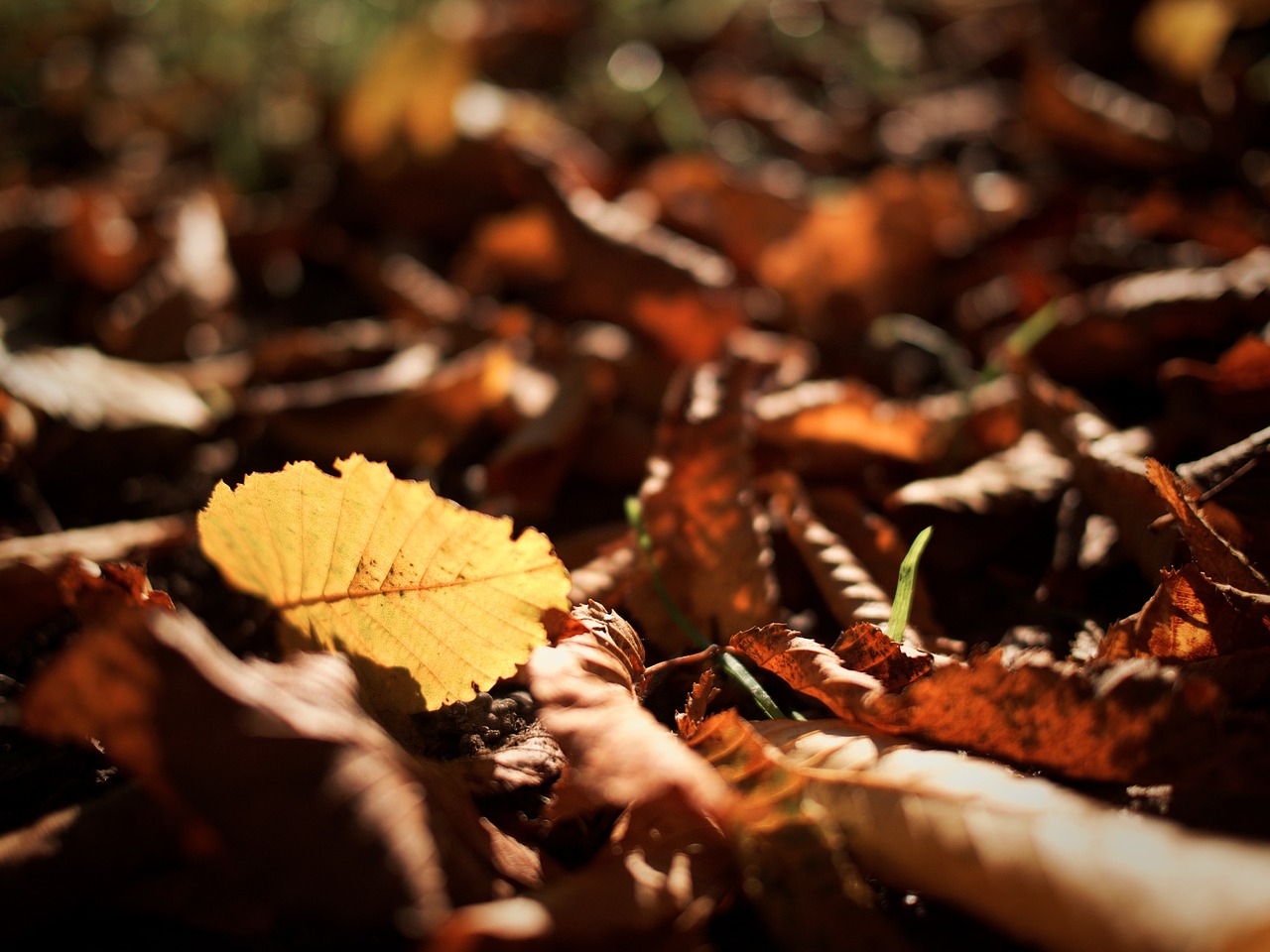 autumn leaf nature free photo