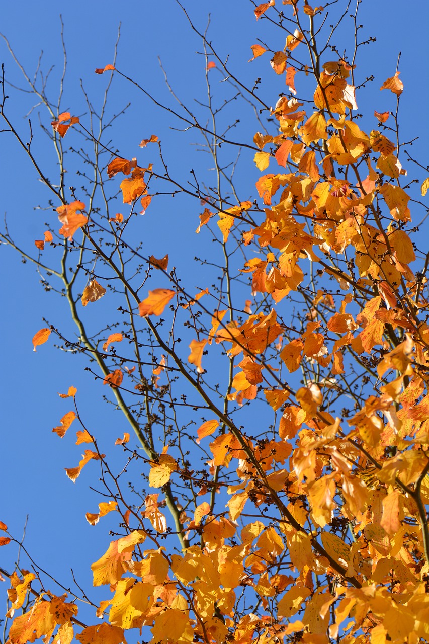 autumn leaves colors free photo
