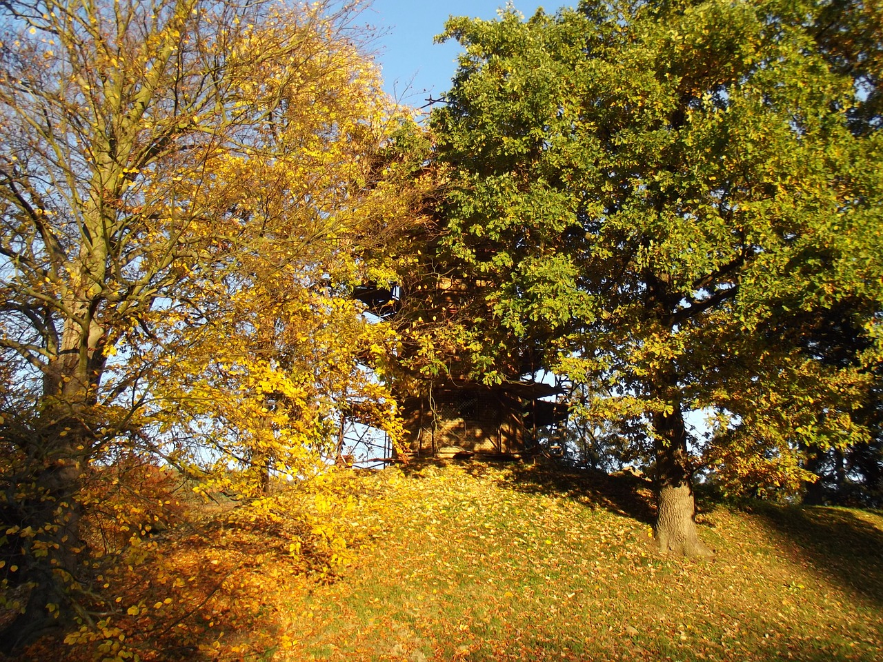 autumn trees leaves free photo