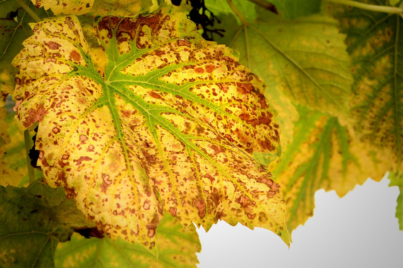 autumn wine leaf fall foliage free photo