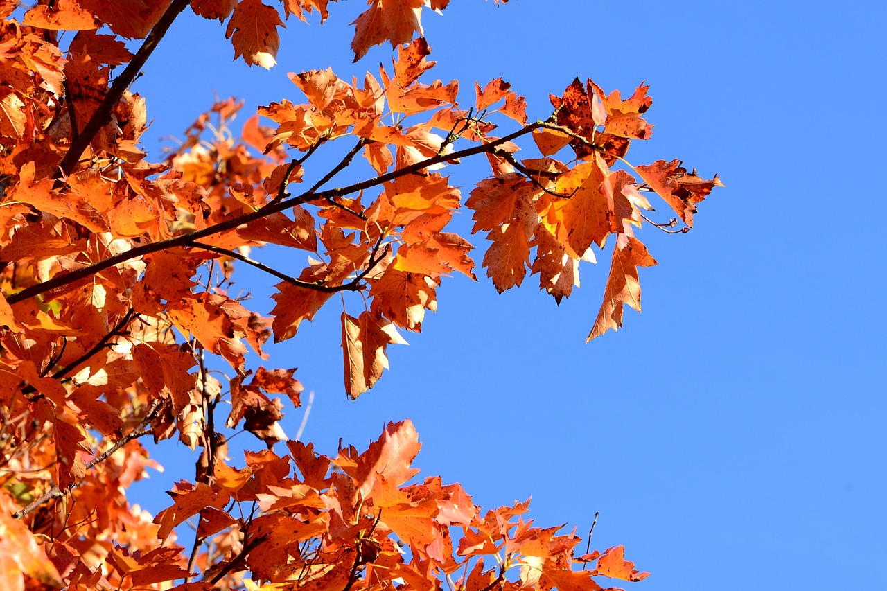 autumn fall foliage leaves free photo