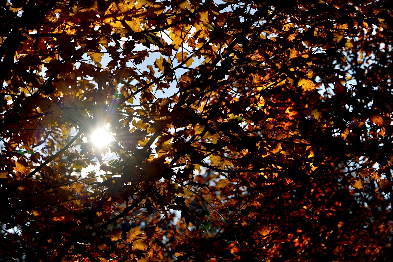 autumn sun fall leaves free photo
