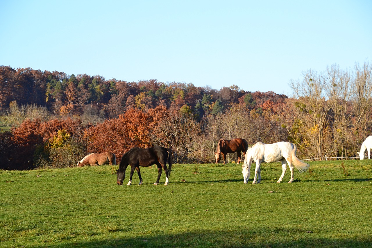 autumn fall horse free photo