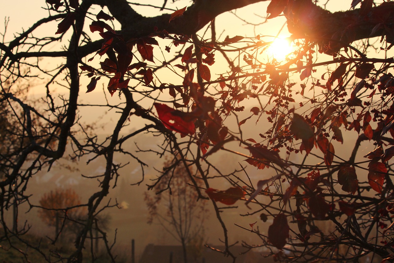 autumn tree sun free photo