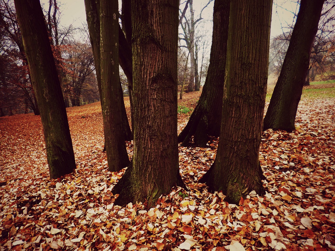 autumn tribes trees free photo