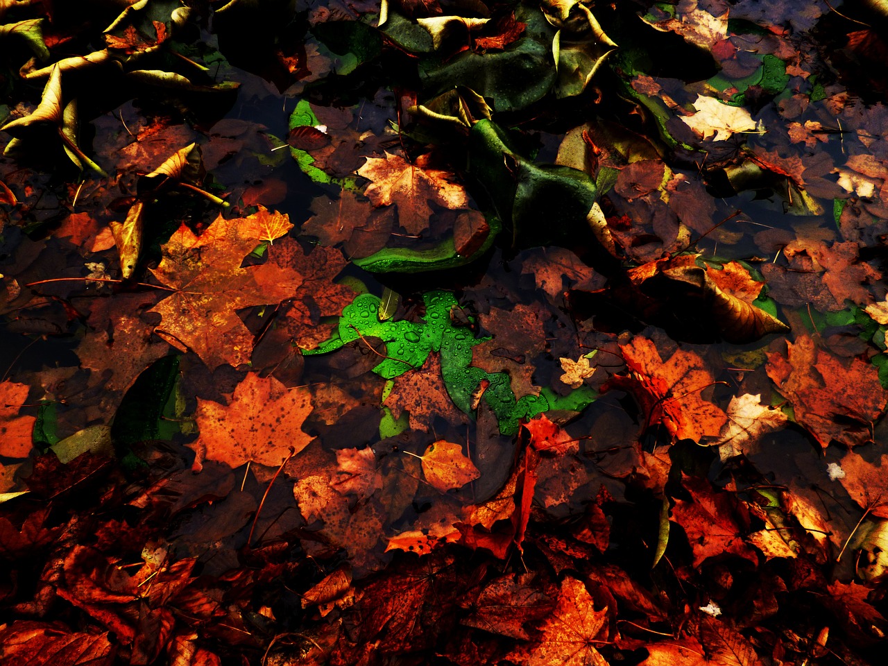 autumn foliage water free photo