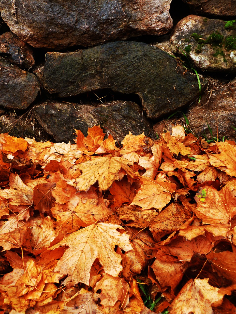 autumn foliage colors free photo