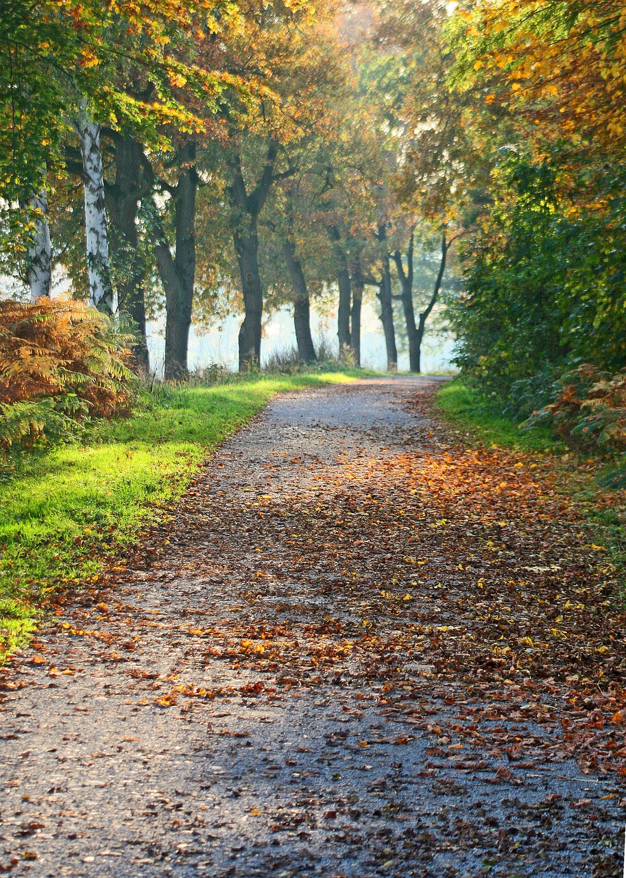 autumn away forest free photo