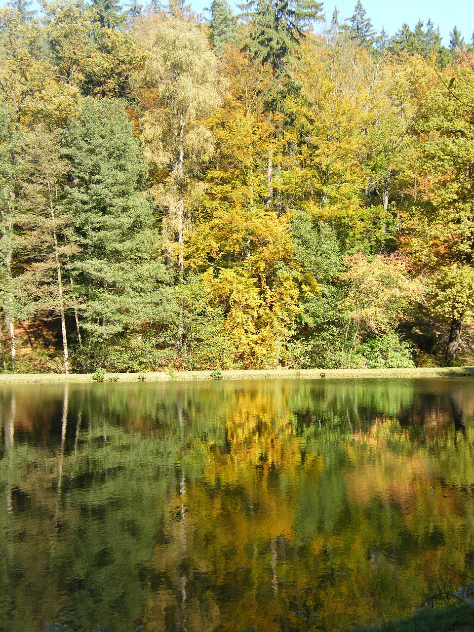 autumn emerge pond free photo
