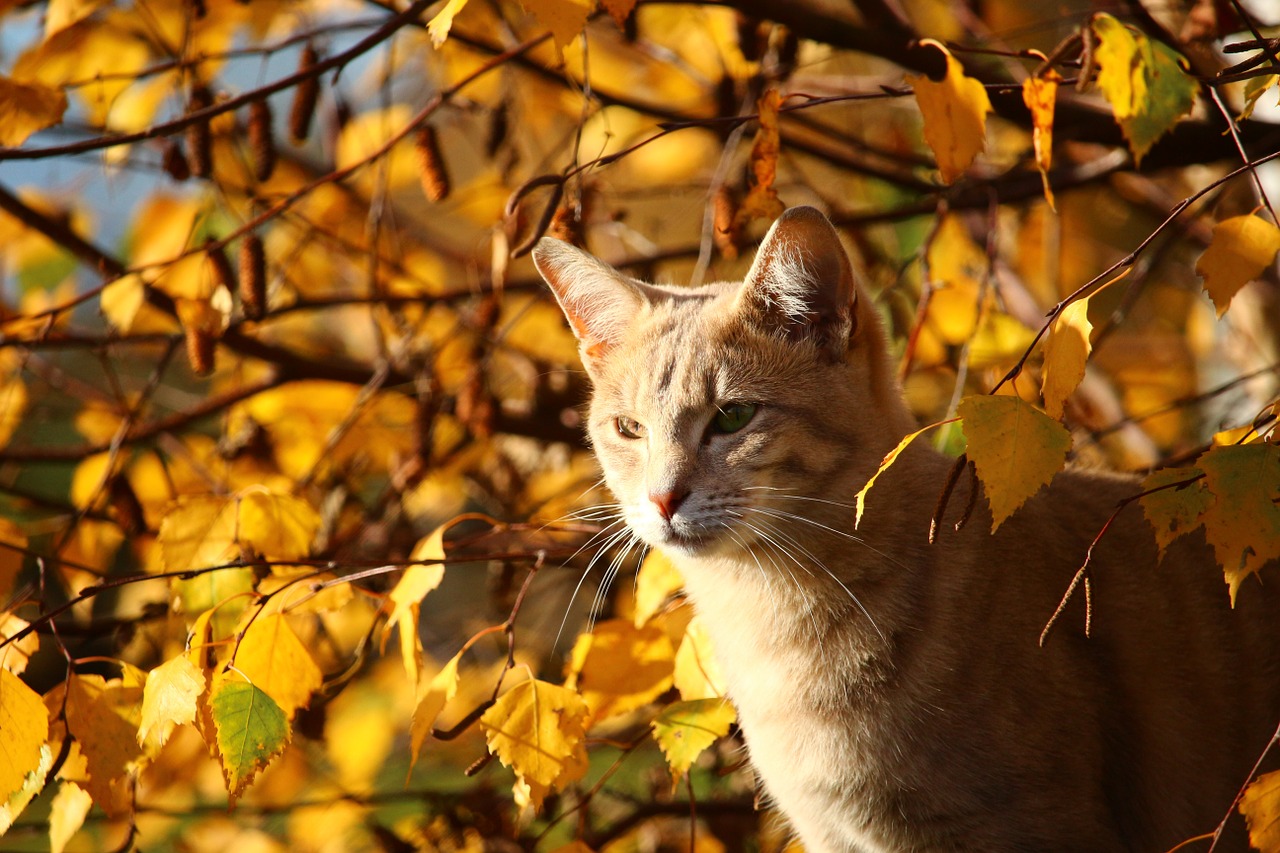 autumn cat leaves free photo