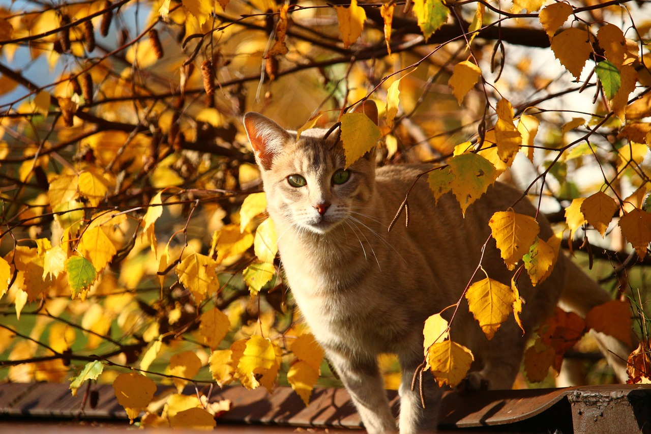 autumn cat leaves free photo