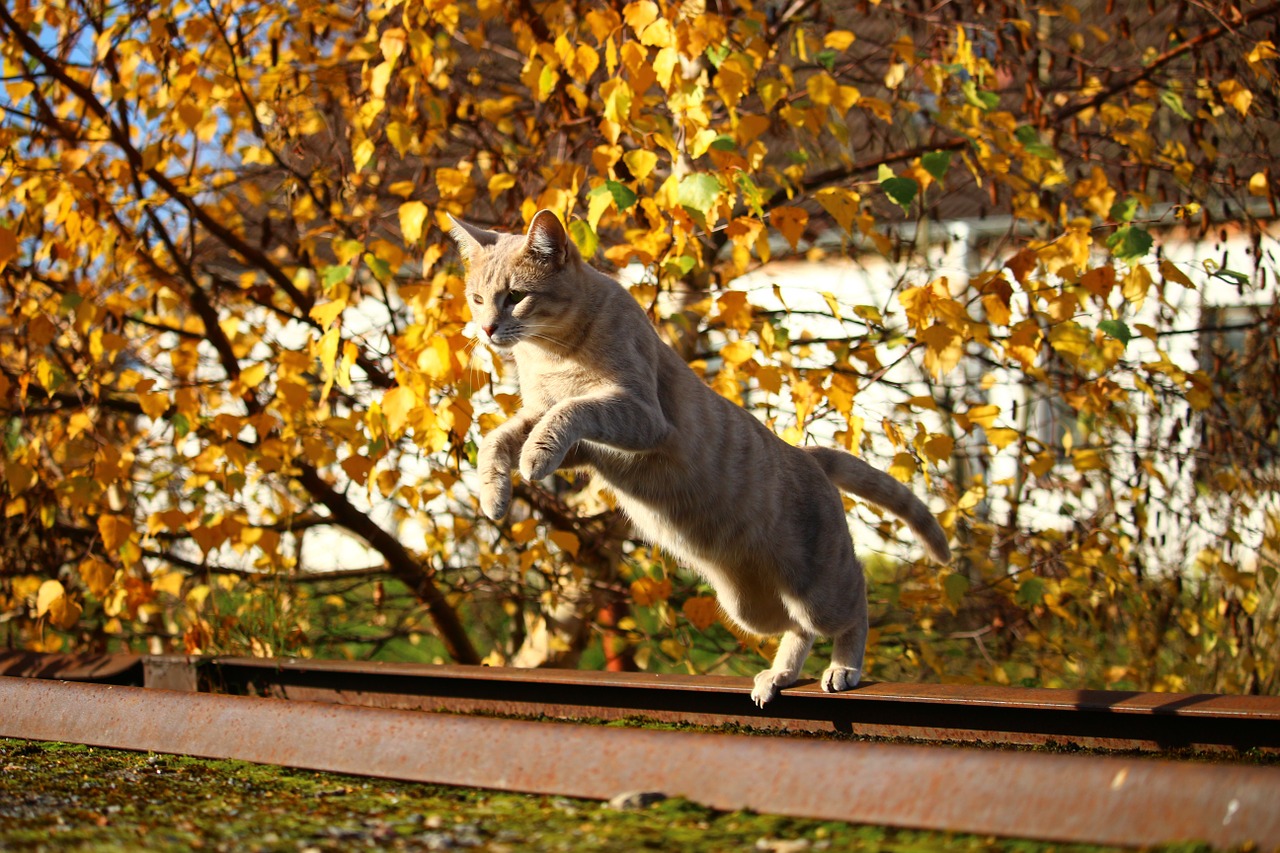 autumn cat leaves free photo