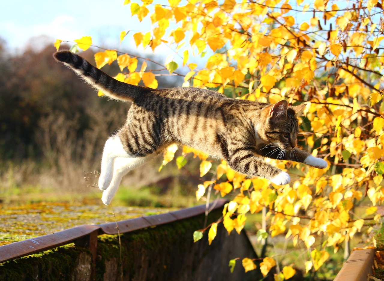 autumn cat leaves free photo