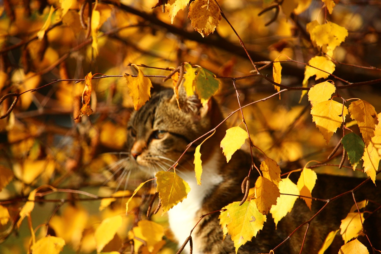 autumn cat hiding place free photo