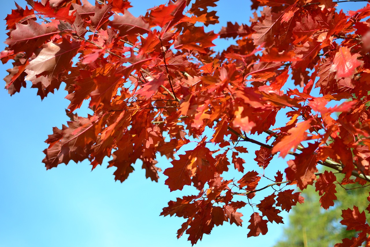 autumn foliage red leaves free photo